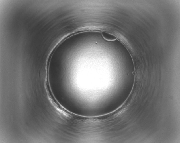 X0000068730844200605051457