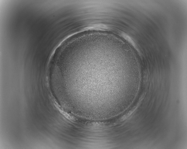 X0000068730923200605051455