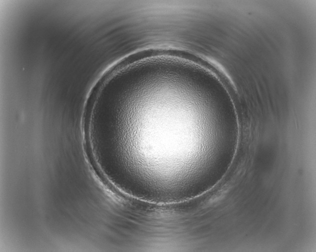 X0000068730935200605051455