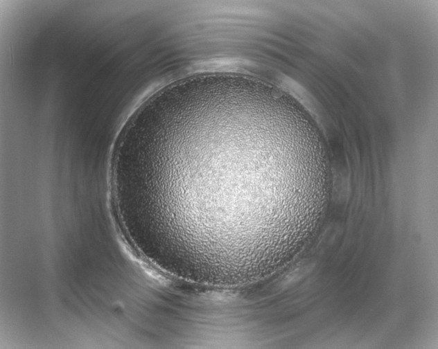 X0000068730994200605051454