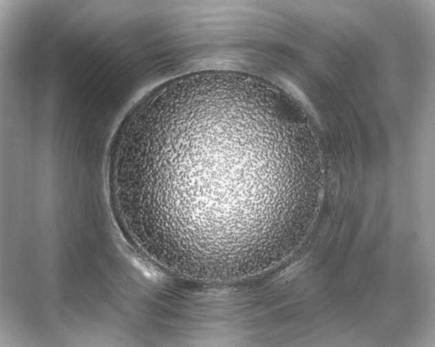 X0000068731035200605051453