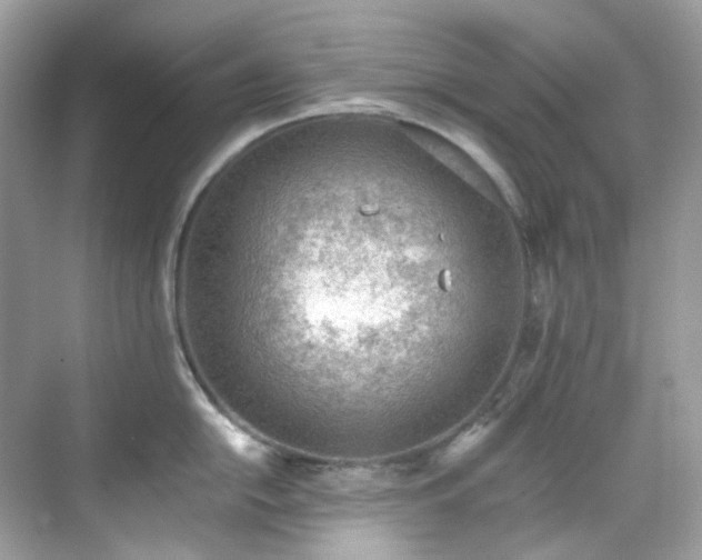 X0000068731054200605051454