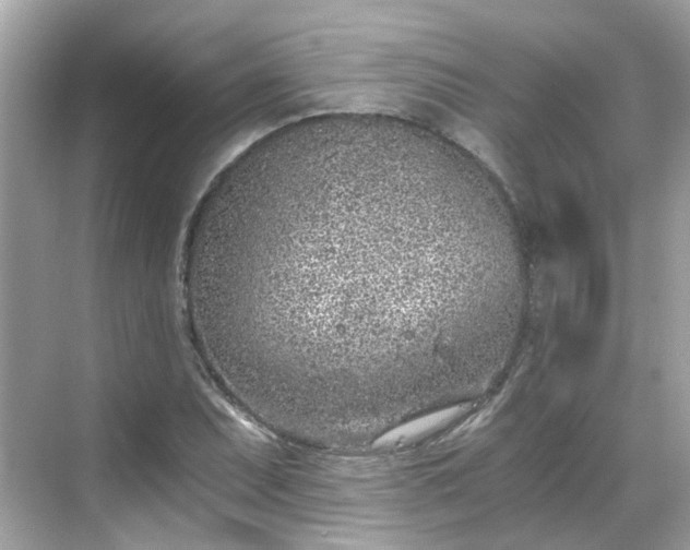 X0000068731071200605051453