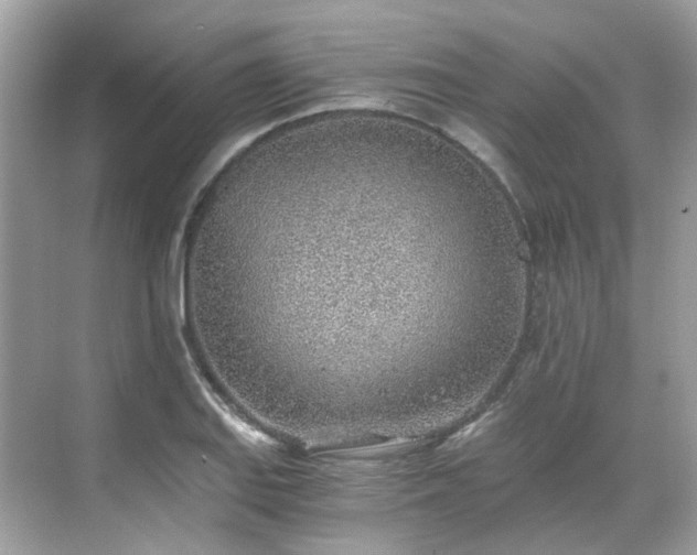 X0000068731127200605051452