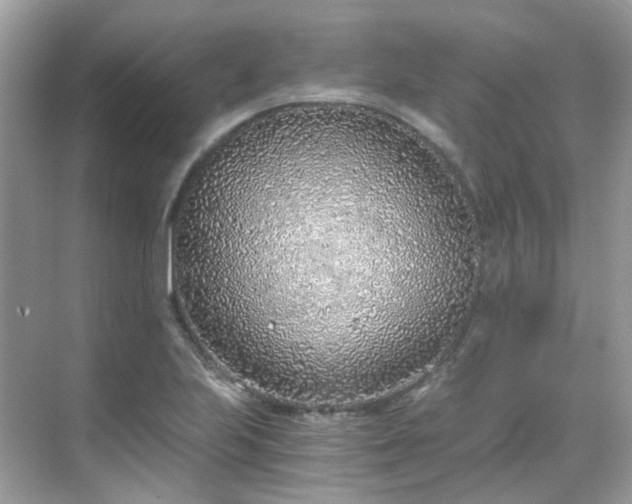 X0000068731223200605051450