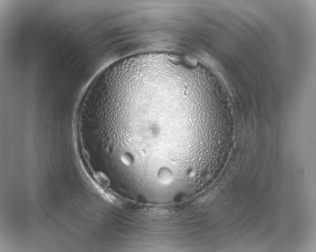 X0000068731235200605051450