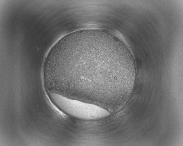 X0000068731243200605051451