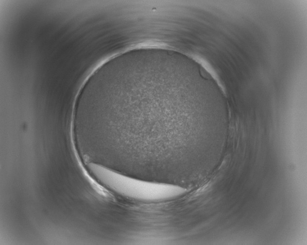 X0000068731245200605051451