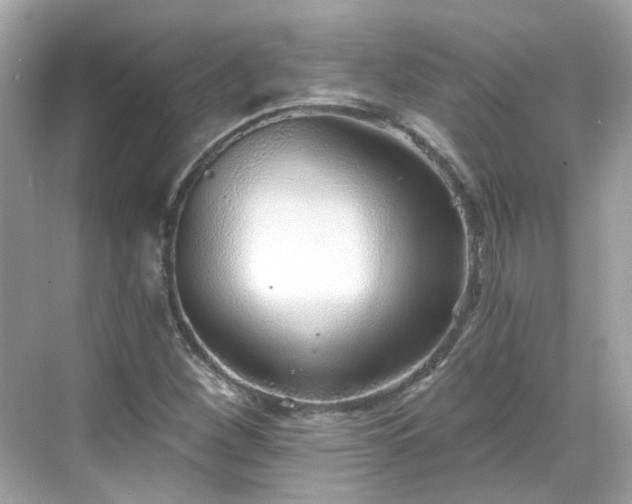 X0000068731260200605051450