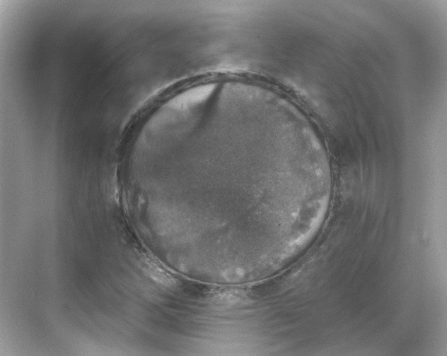 X0000068731262200605051450