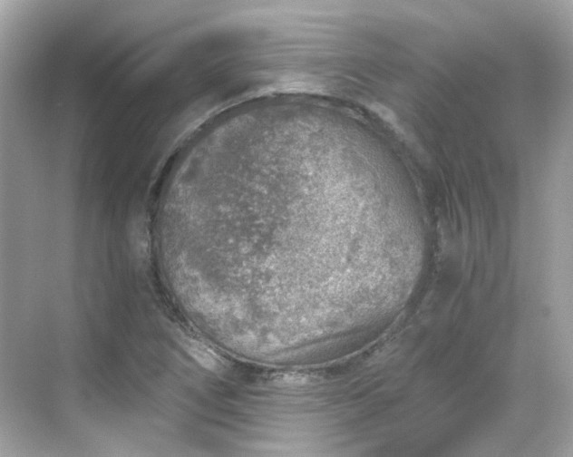 X0000068731266200605051450