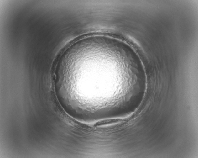 X0000068731267200605051450