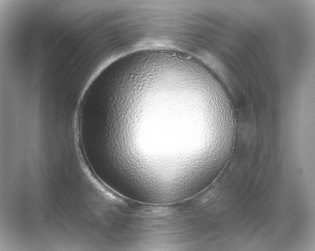 X0000068731382200605051448