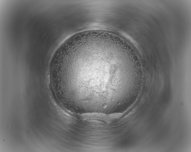 X0000068731415200605051447