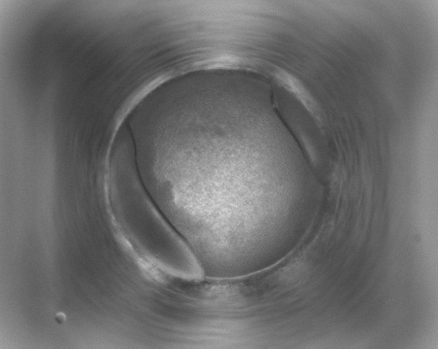 X0000068731418200605051447