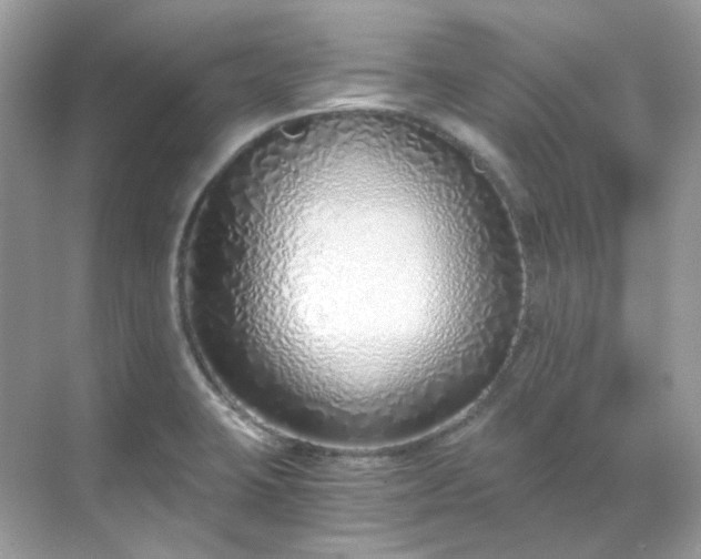 X0000068731423200605051447