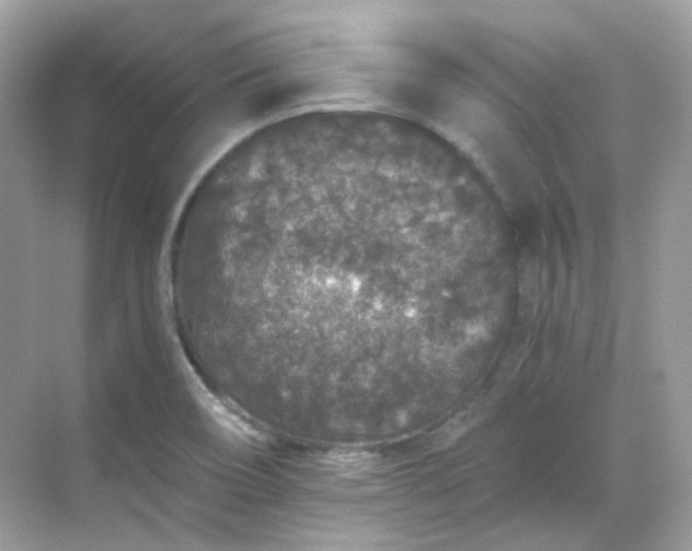 X0000068731466200605051446