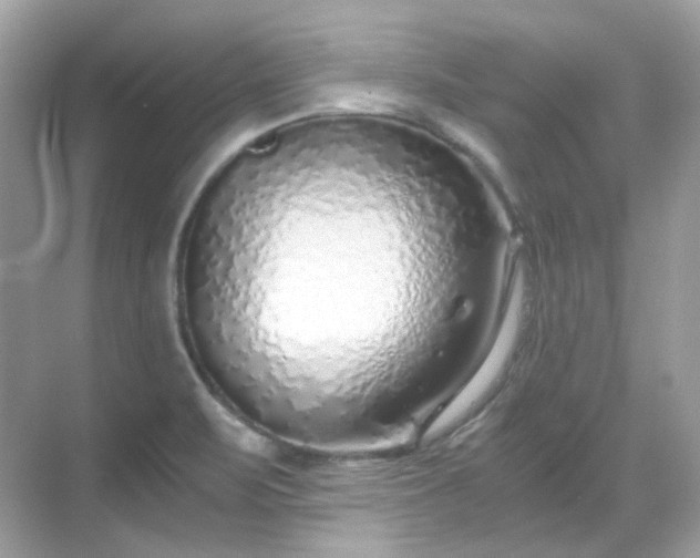 X0000068731471200605051446