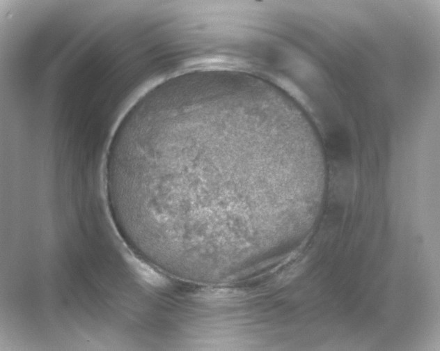 X0000068731474200605051446