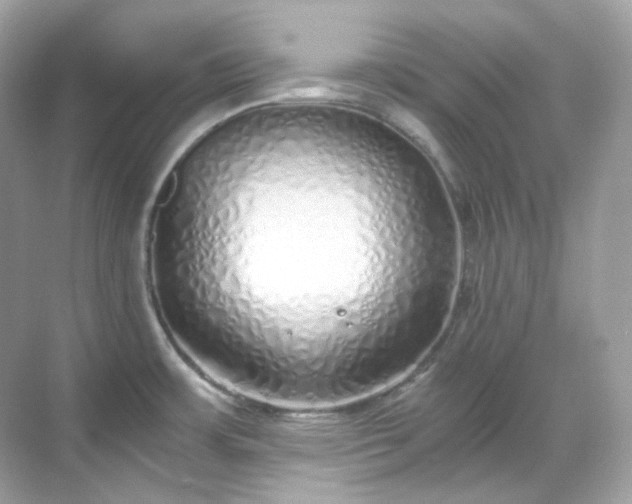 X0000068731483200605051446