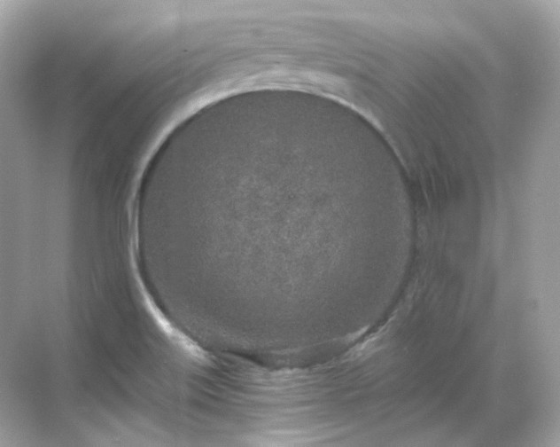 X0000068731515200605051445