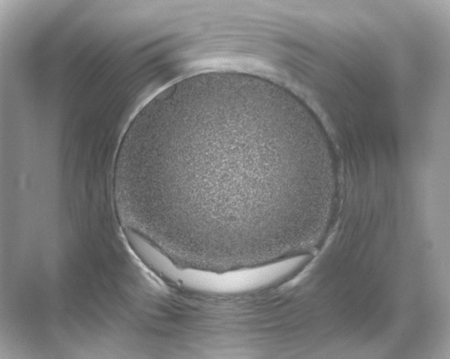 X0000068731529200605051446