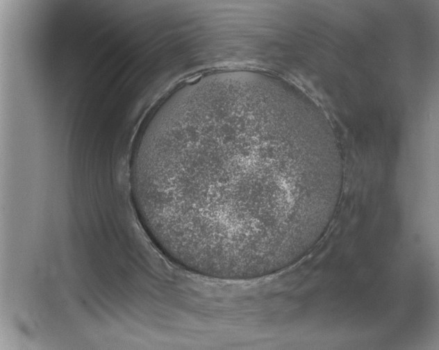 X0000068730002200605121530