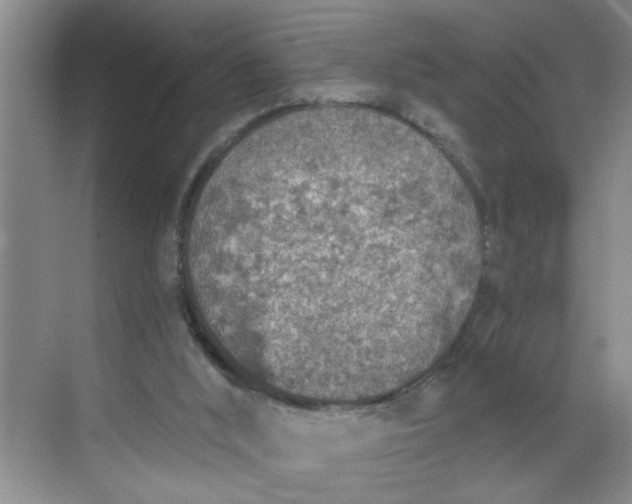 X0000068730012200605121530