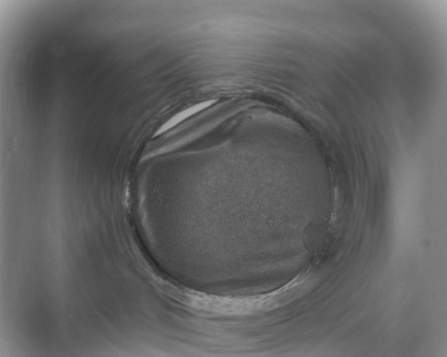 X0000068730048200605121529