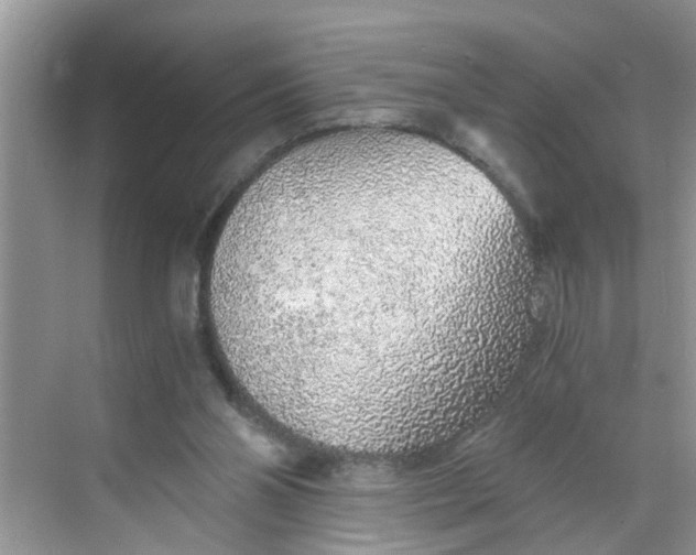 X0000068730110200605121528