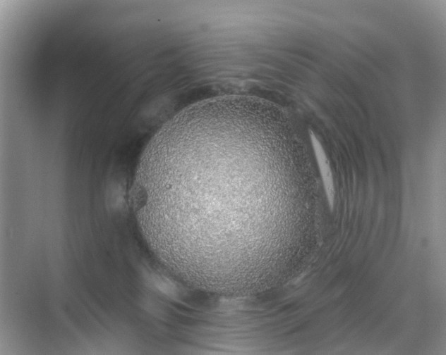 X0000068730134200605121528