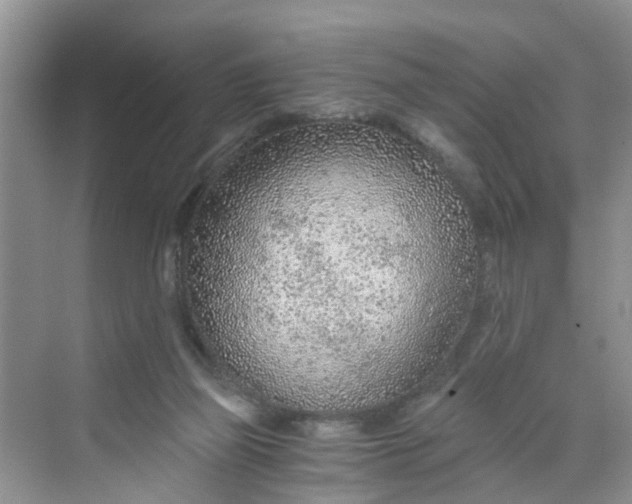 X0000068730165200605121527