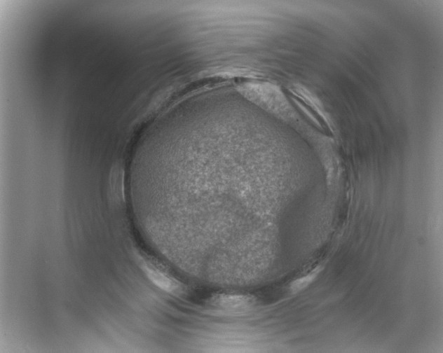 X0000068730205200605121527