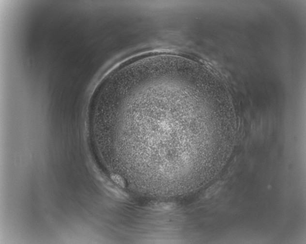 X0000068730247200605121525