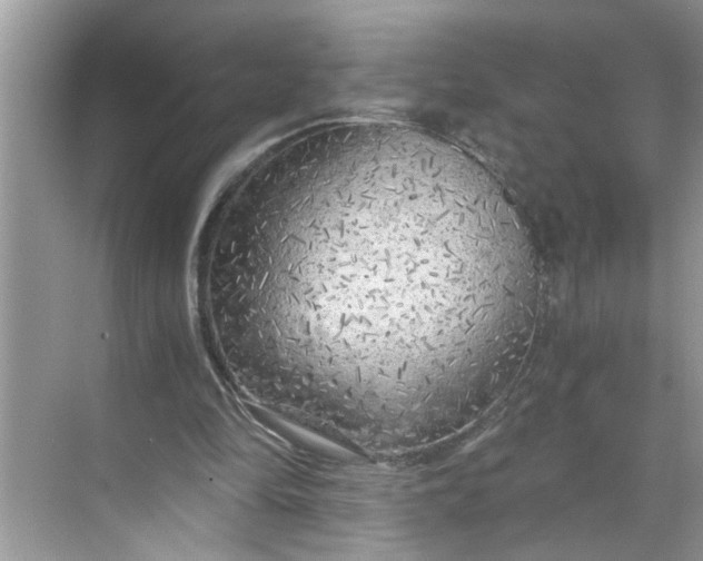 X0000068730294200605121525