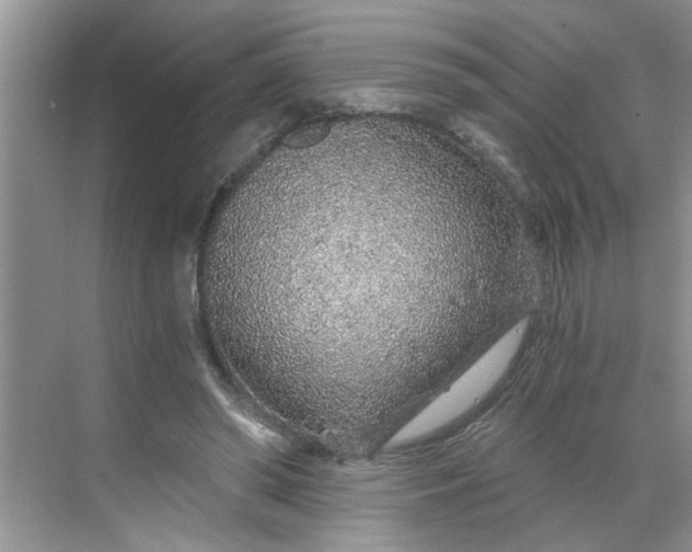 X0000068730398200605121523