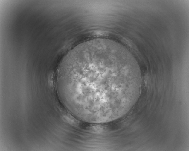 X0000068730423200605121523