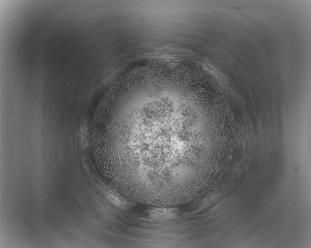 X0000068730465200605121522