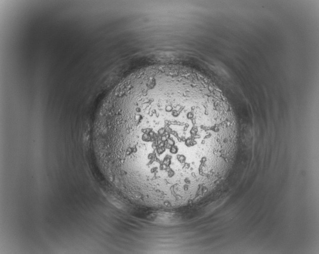 X0000068730507200605121521