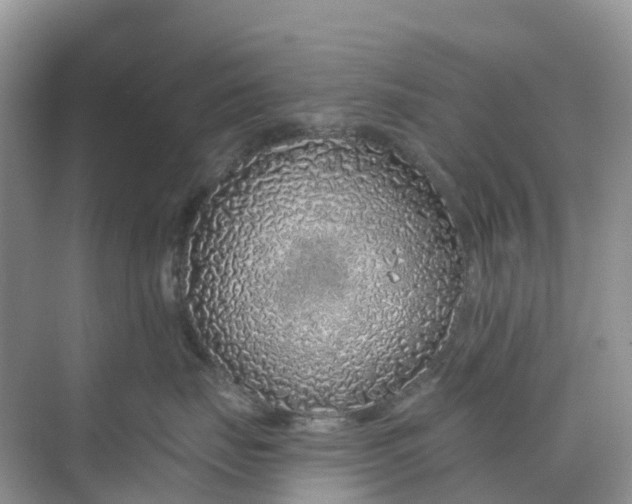 X0000068730671200605121519