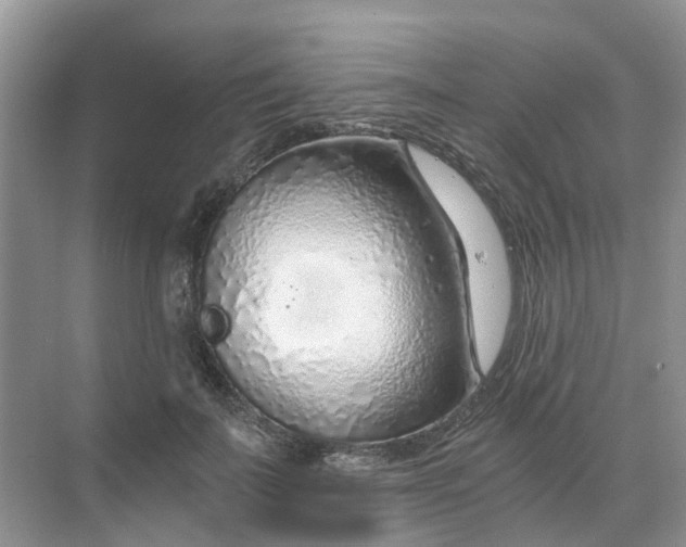 X0000068730699200605121518