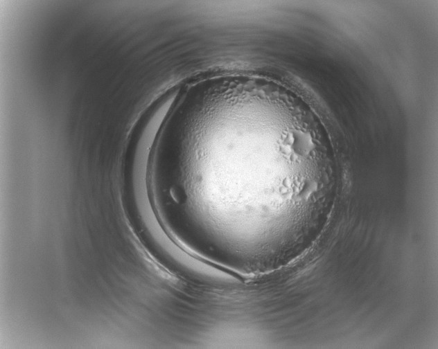 X0000068730725200605121517