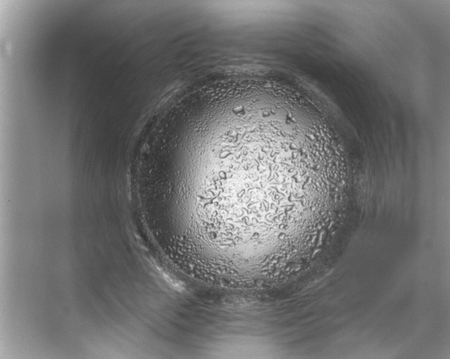 X0000068730729200605121517