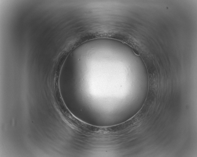 X0000068730742200605121517