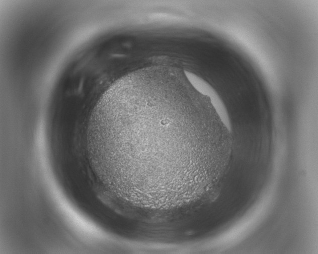 X0000068730765200605121518