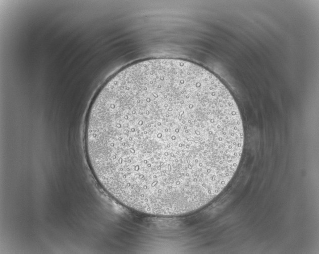 X0000068730856200605121516