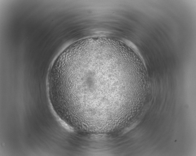 X0000068730859200605121516