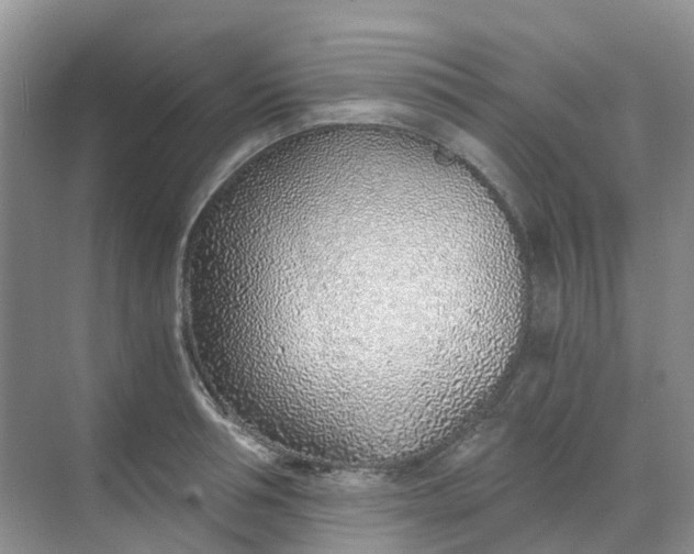 X0000068730994200605121513