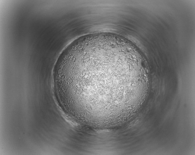 X0000068731031200605121513