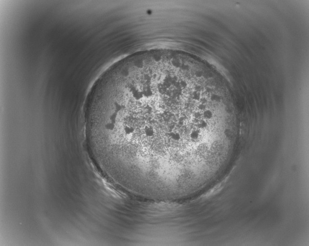 X0000068731117200605121511